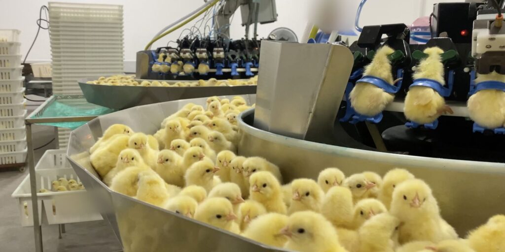 investigacao-expoe-trituracao-de-pintinhos-na-industria-de-ovos