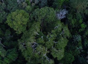 previdencia-e-bndes-querem-incluir-esg-na-gestao-de-fundos-de-pensao