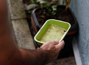 el-nino-pode-aumentar-casos-de-chikungunya-e-dengue-no-brasil