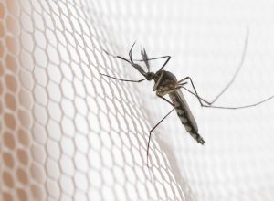 cidades-do-noroeste-de-sp-tem-maior-incidencia-de-casos-de-dengue